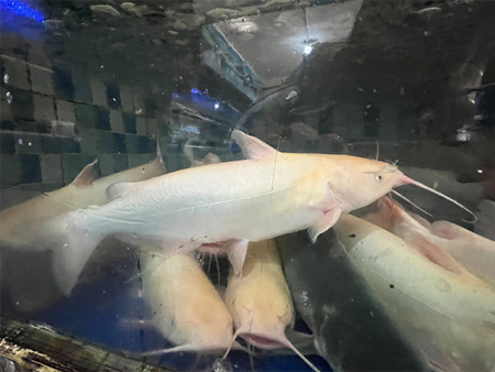 红沙