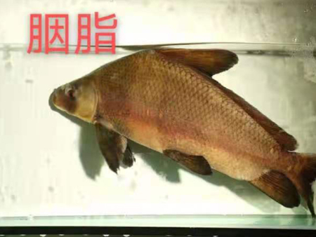 胭脂