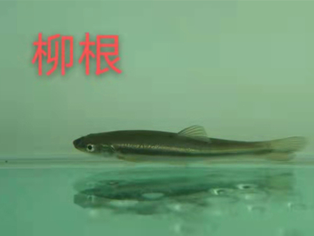 柳根