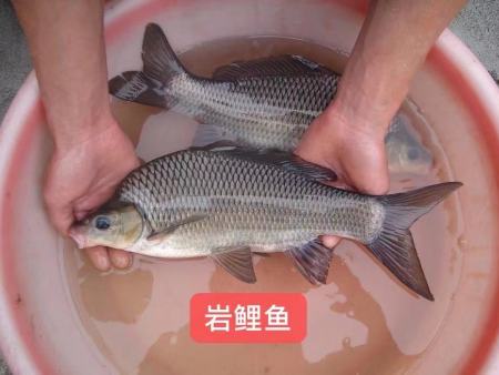 岩鲤鱼