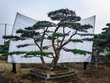 泰山松基地