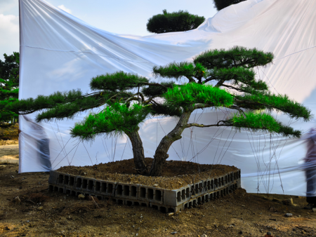 造型油松