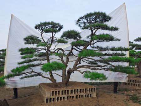 精品造型松