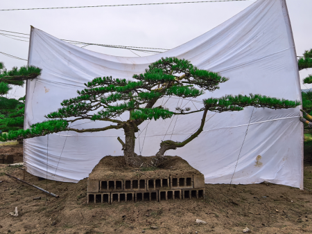 山东豪格造型松基地的迎客松树型有多好？