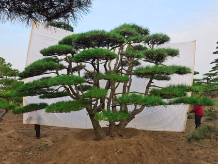 造型松价格
