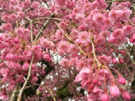 赏花通知：这些地方花开成海，现在去正好！