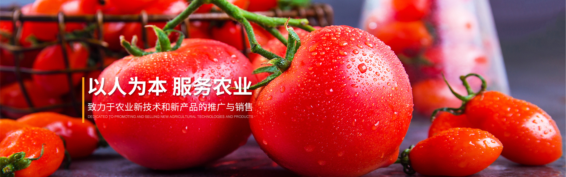 寿光市鑫齐果蔬专业合作社