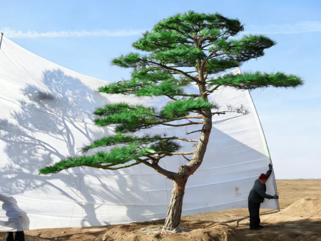 造型赤松的浇水措施有哪些？山东豪格园林给你讲明白