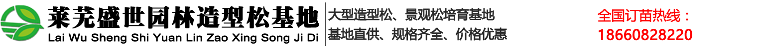 山东莱芜造型景观松基地