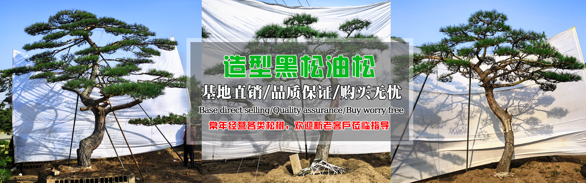 造型黑松