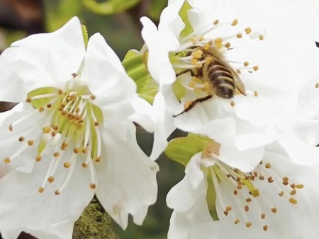 蜜蜂授粉