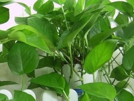 过敏的人可以养那些绿植？