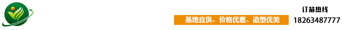 山东造型松景观松基地