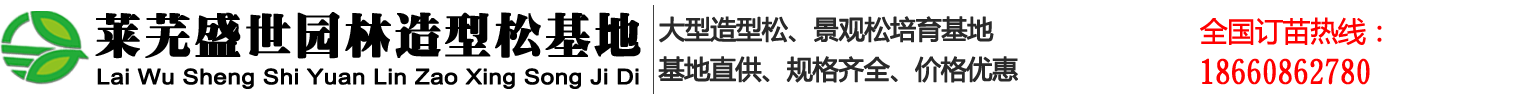 山东莱芜造型景观松基地