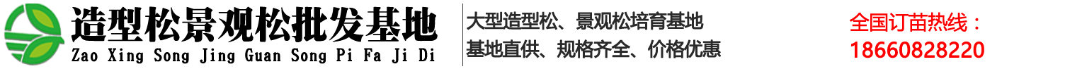 山东莱芜造型景观松基地