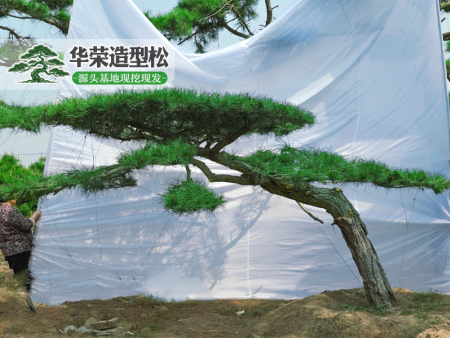 造型黑松批发