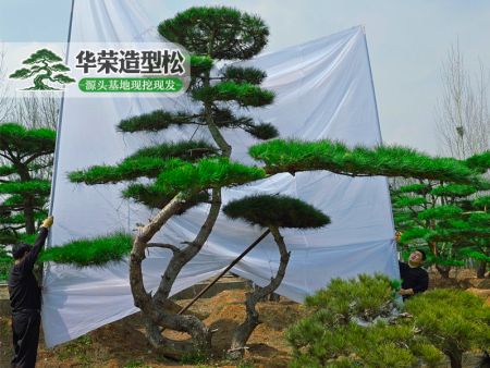 造型松批发