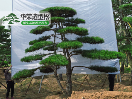 景观松