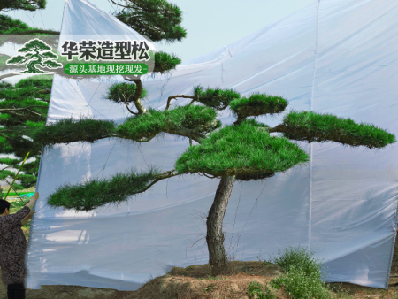 造型黑松园林