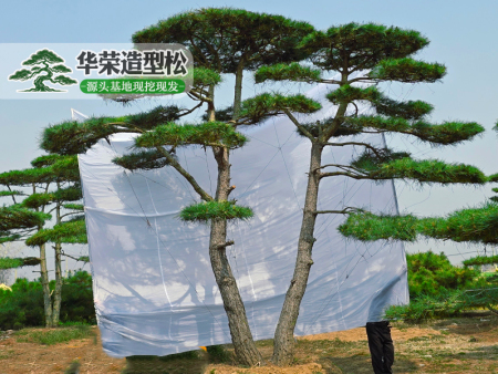 景观松基地
