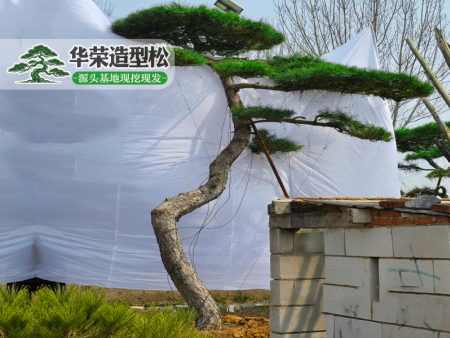 庭院造型黑松