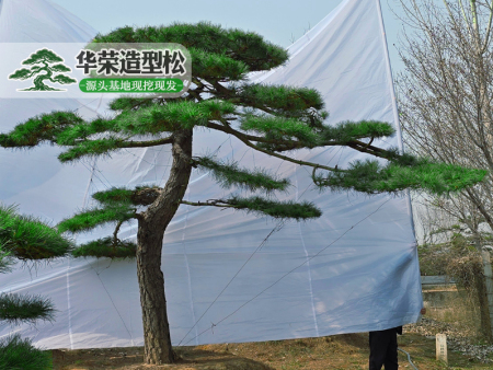 造型松批发