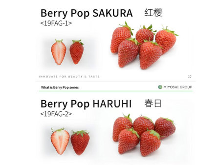 日本草莓种子