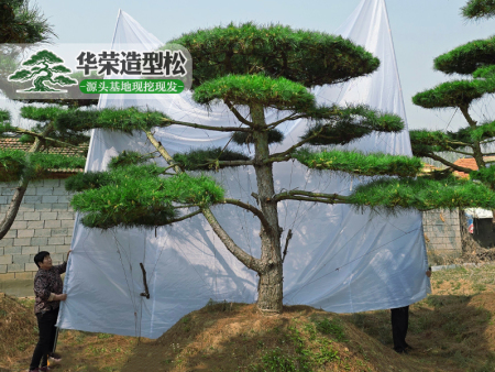 造型油松