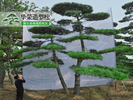 景观松