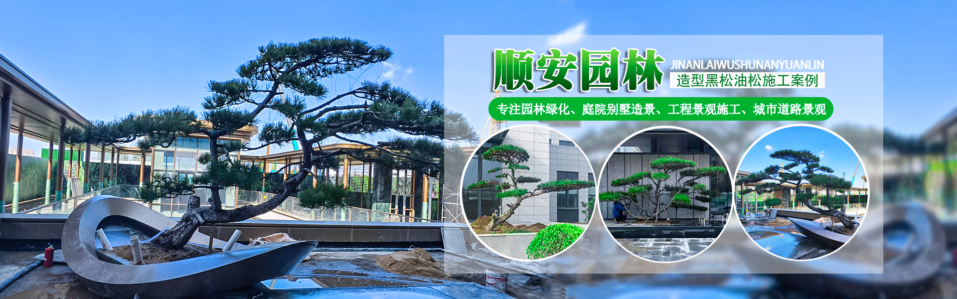 造型油松