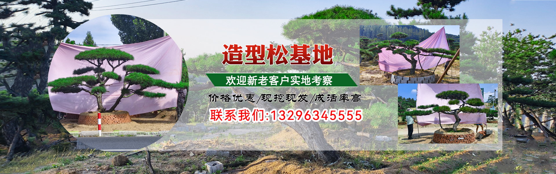 造型黑松