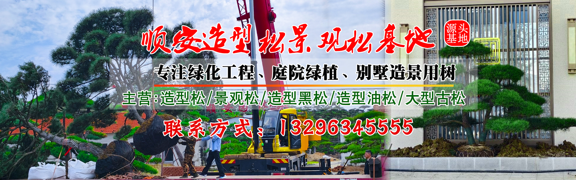 景观松