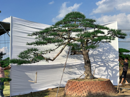造型松种植基地