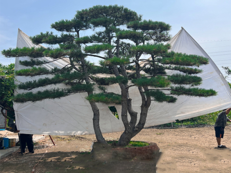 斜飘造型黑松