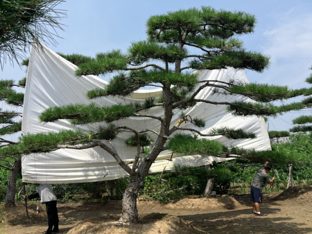 造型松园林