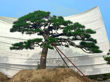 庭院造型松