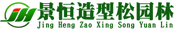 山东大型造型黑松油松批发基地