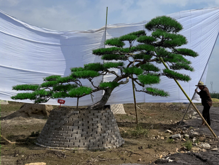造型松基地