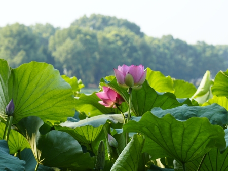 安庆西小湖：荷花惊艳绽放！