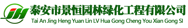 山东大型造型黑松油松批发基地