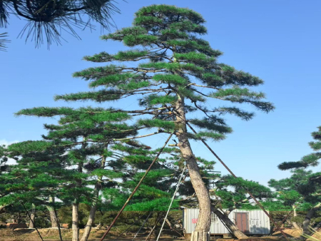 造型黑松园林