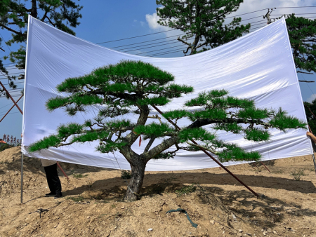 造型松价格