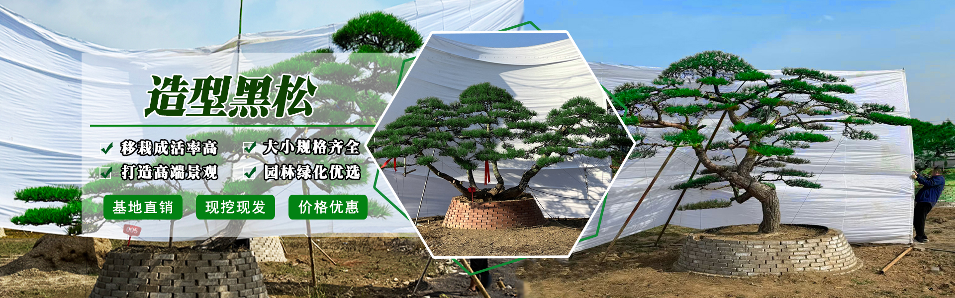 造型黑松