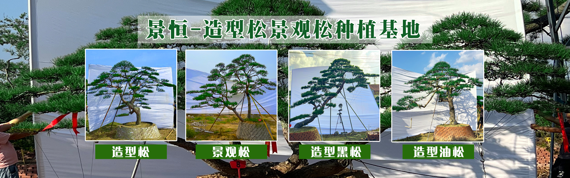 造型油松