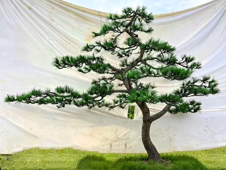 造型赤松销售