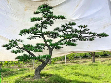 精品造型赤松