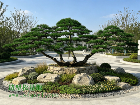 造型赤松批发