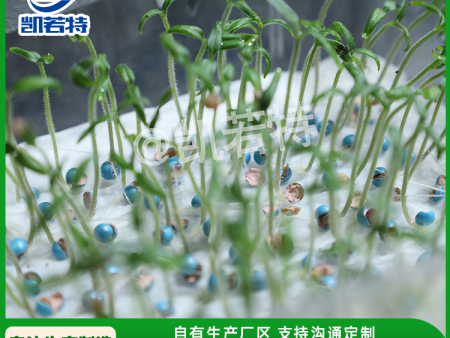 生菜种子丸粒化服务商