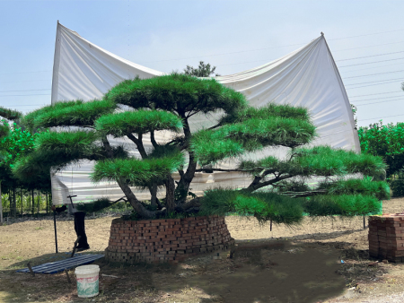 迎客松价格