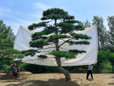 迎客松园林